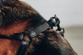 Lookbook Raised by Wolves SP22 8