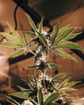 Lookbook Black Scale FA22 9