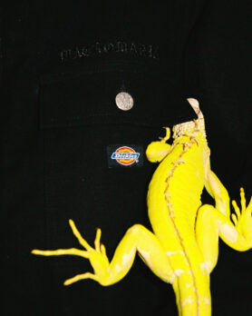 Lookbook Wacko Maria x Dickies Fall 2024 2