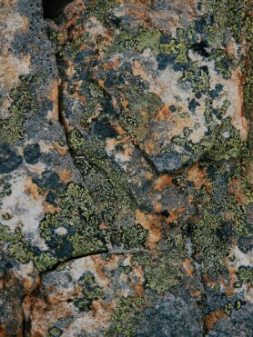 Editorial HAVEN Fall 2025 Exploration and Introspection 5