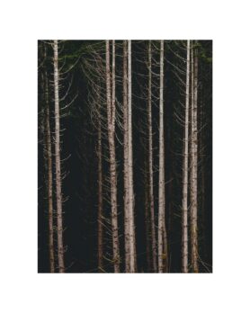 Editorial HAVEN Along the Coast Spring 2026 16