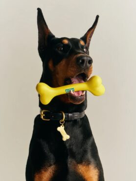 Lokkbook Kith for wagwear Summer 2026 12