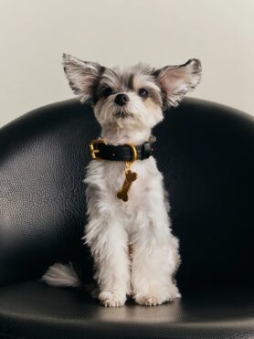 Lokkbook Kith for wagwear Summer 2026 13