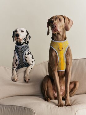 Lokkbook Kith for wagwear Summer 2026 14