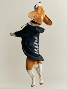 Lokkbook Kith for wagwear Summer 2026 4