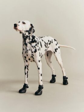 Lokkbook Kith for wagwear Summer 2026 6