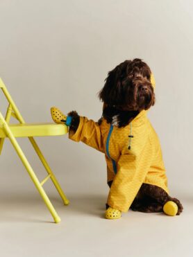 Lokkbook Kith for wagwear Summer 2026 8