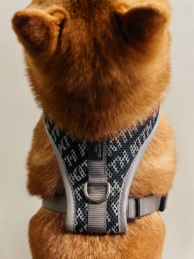 Lokkbook Kith for wagwear Summer 2026 9