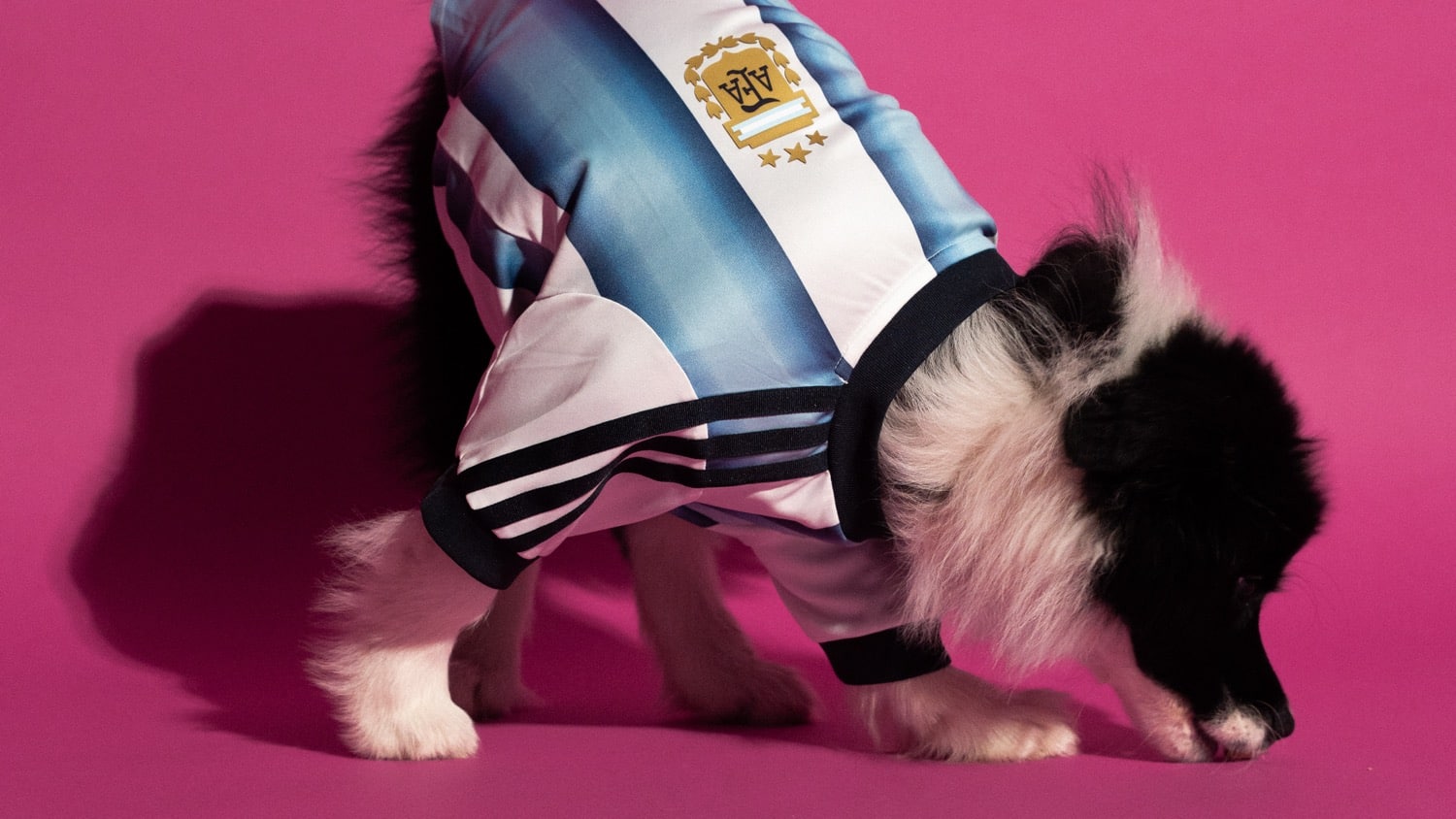 adidas FIFA World Cup 2026 Pet Collection 11