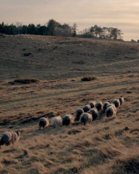 Editorial Norse Projects Autumn Winter 2026 2